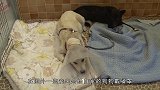 狗狗嘴巴被人故意缠住，无法进食的它奄奄一息，画面让人心酸不已