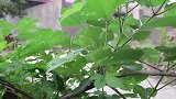 短剧：甜甜和来福在路边水里抓小龙虾，没想却被妈妈误会！啥情况