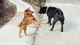 田园犬大哥别生气，我只是路过的！