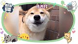 狗生不易，柴犬卖笑：今天也有努力“营业”哦！