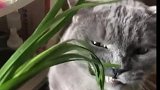 养猫很花钱么，我们家的猫都不花钱，因为它只吃草！