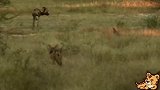传奇野狗索罗：她带领鬣狗，胡狼开始捕猎，效率很高