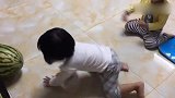 两个小宝宝玩嗨了，追着大西瓜到处爬，看着真逗