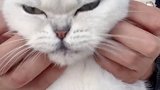 心机猫，居然还会假装，让你咬我，我也咬你～绿茶猫
