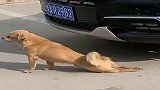 如果不是亲眼所见，我都不敢相信，这小奶狗的演技可以当影帝了