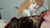 北京铲屎官睡懒觉，橘猫：还不起，朕早就饿了！