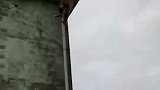 金丝猴下山进村，村民拿出花生招待