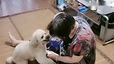 奶奶有点头晕，小泰迪立马帮奶奶拿水和药，这狗成精了