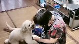 奶奶有点头晕，小泰迪立马帮奶奶拿水和药，这狗成精了