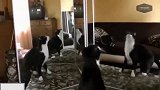 坐在地毯上的小猫咪，原来是在照镜子啊，太有趣了啊！