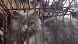 南京装700余只猫货车被女子拦下 铁笼内猫儿惨叫不绝