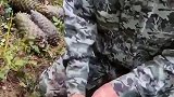原来松子是这样剥出来的