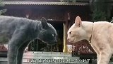 这才是高手过招……