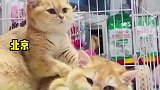 两只猫咪互相按摩，画面超治愈