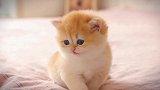 神奇的猫咪对话你听的懂吗？