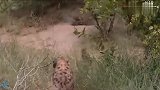 狮子攻击幼鬣狗，狮子太危险
