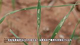 农业农村部：草地贪夜蛾已经入侵我国，且今年基数大