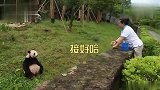 熊猫：大熊猫为了吃，连四川话都听懂了