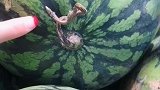 西瓜这样挑卖瓜老板气哭了，看完视频的你学会了吗