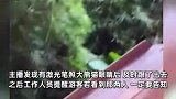 游客用激光笔照熊猫眼睛，主播直播中发现激动提醒，动物园：暂未发现异常