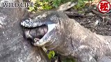 科莫多巨蜥硬吞猪头结果差点被噎死！