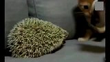 猫第一次看见刺猬,上去就是一巴掌,打完哭了