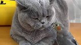猫咪对于鹦鹉的行为是害怕还是享受呢