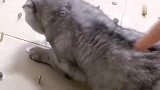 猫咪团子果然不走寻常路，主人测试它的躲避能力，结果气哭了