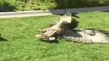 狗子看到猫头鹰在晒太阳，不怕死的冲了过去，狗子你还是太年轻了