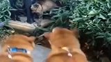 狸花猫：我随便动一下，你俩怂蛋就吓成这样，还敢叫这么大声