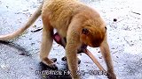 小猴戒奶有多难，被亲妈抓着往死里咬，脑袋都充血了