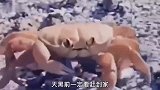 爆笑视频：自断一臂，这螃蟹够狠呐