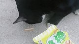 爱吃零食的猫咪
