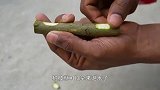 可乐瓶装水，水面上放一根树枝，这是在做什么