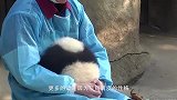 史上最艰难的翻身，刚出生的熊猫宝宝学习翻身，真是萌我一脸血啊