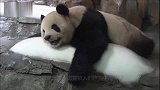 害怕打针的猫咪，直接破口大骂，我不打针