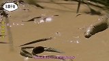 世界上生命力最强的鱼，没有水在土里能活4年之久，遇水就能游走