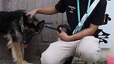 被弃德牧今天去部队当军犬了！工作人员为其备两大箱“嫁妆”