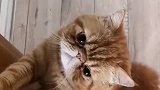 猫咪要求抱抱