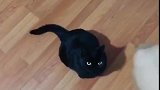 猫：你别把我当猴耍，我可是猫：！