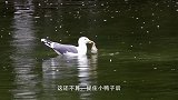 海鸥捕捉章鱼，却反被章鱼缠住拖入海中，镜头记录下惊险一幕！
