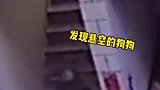 命悬一线！狗狗在楼顶玩耍不慎失足坠落 ，被吊在半空近1分钟！