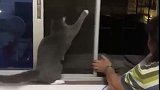 猫：不就开窗子么，我也会呀！