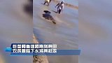 巨鳄迷路跑到农民秧田，民众冒险下水将其赶走