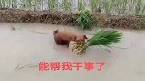 小泰迪：像我这么能干的小泰迪，应该挺少见的吧