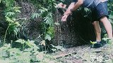 野烤牛排100块来也不换，一人啃一个,超过瘾