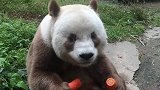 棕色的大熊猫还是第一次见，长知识了！