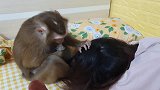 小猴子好聪明哦，会给妈妈按摩了，真是没有白养