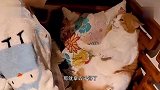 猫：这铲屎的太能叨叨了，我受不了了