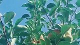 哇塞，这么多苹果一秃噜一秃噜的，长太高了，我摘不上
